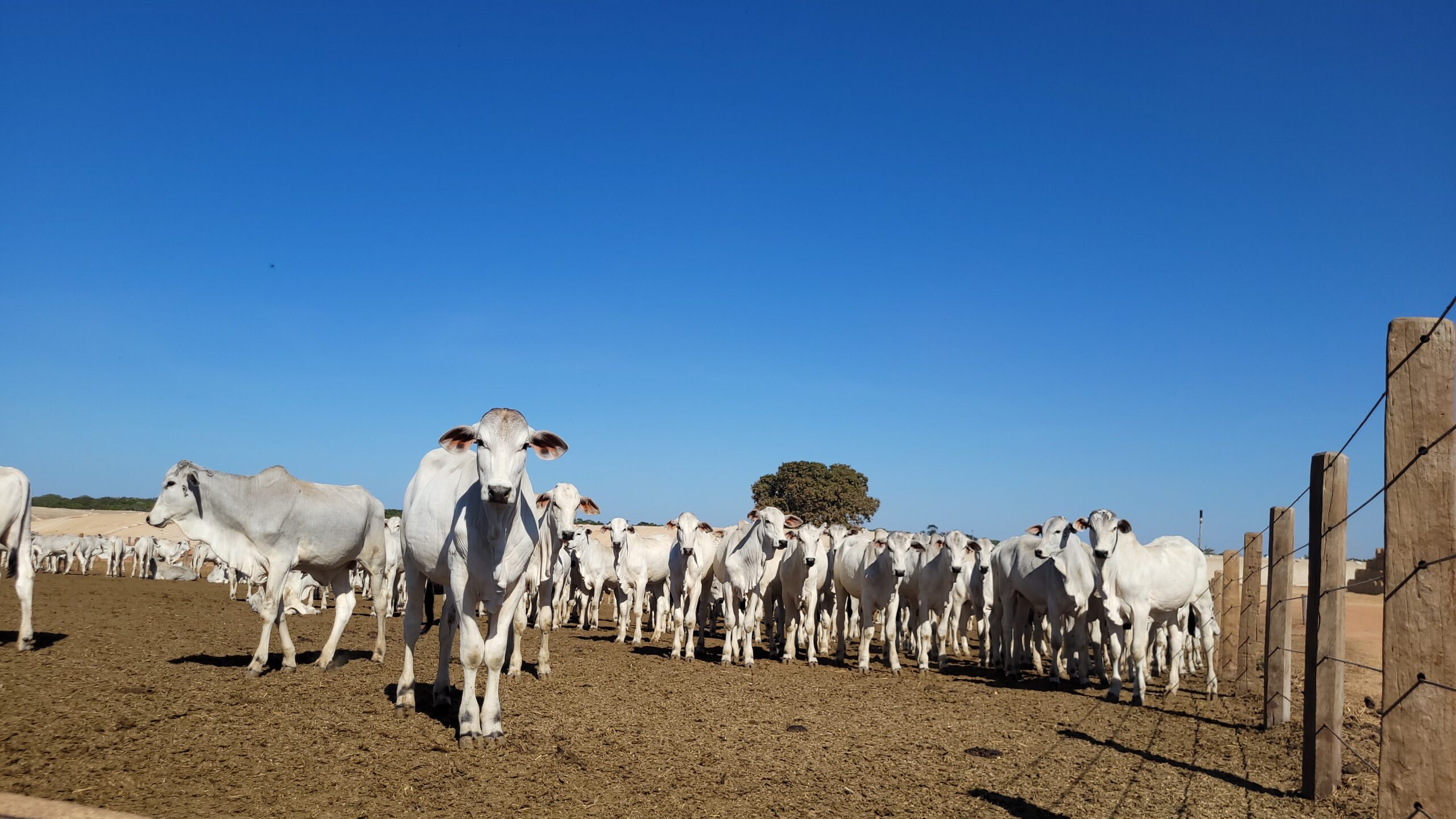 Carpa bate 100% de liquidez em evento anual e comemora
