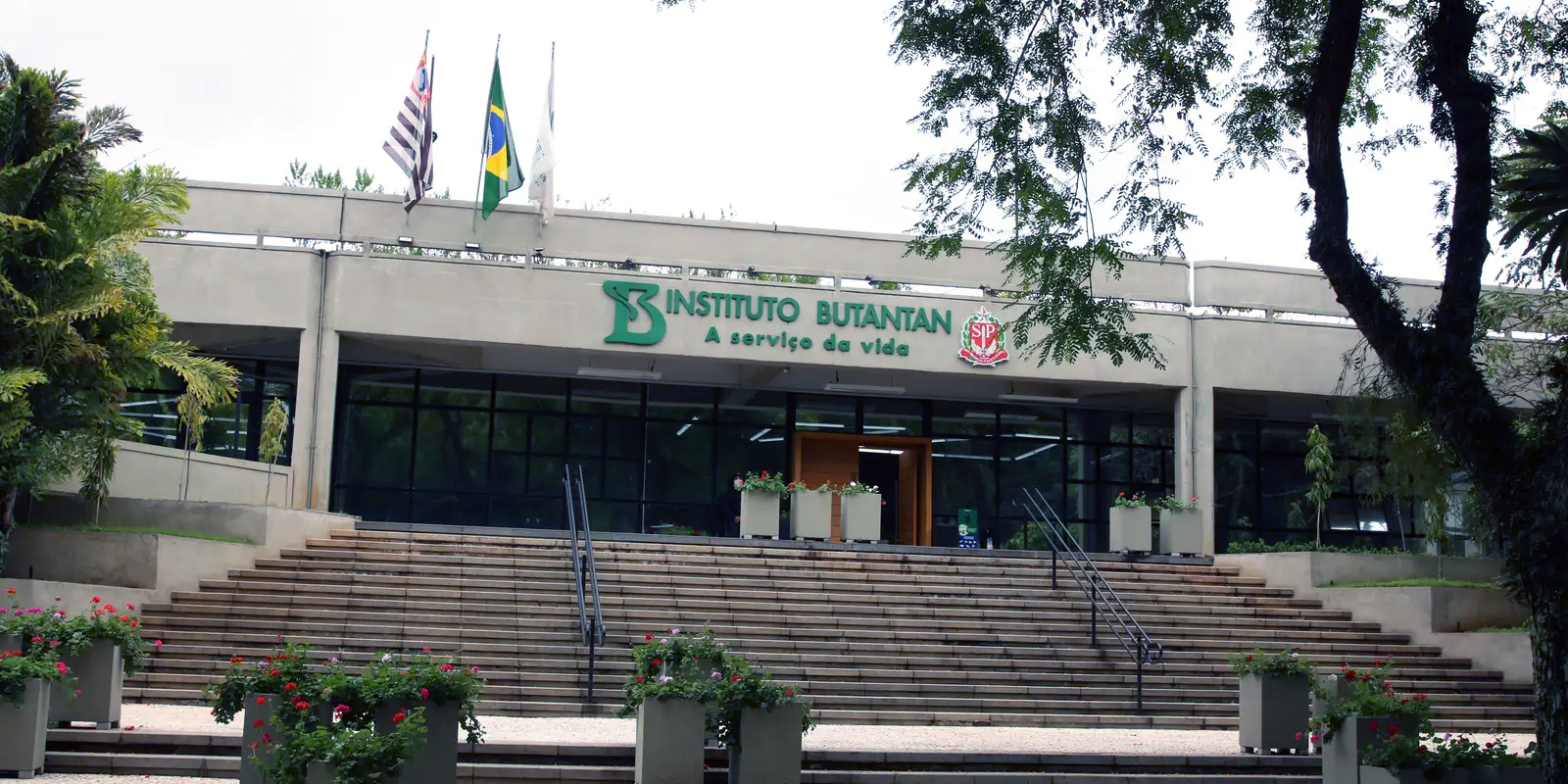 Vacina da dengue do Butantan tem eficácia de 79,6%, mostram primeiros resultados da fase 3