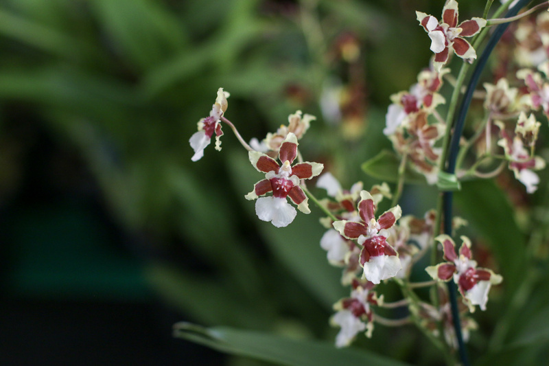 Ribeirão Preto recebe o 3º Festival de Orquídeas e Suculentas