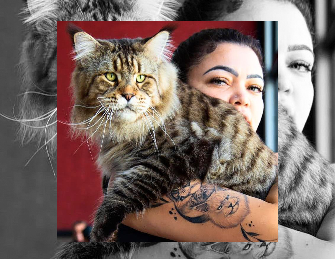 Iguatemi Ribeirão Preto recebe “Cat Show” com mais de 15 raças de gatos