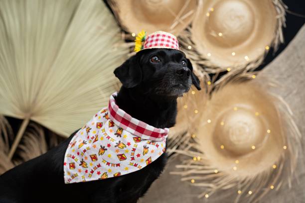 Shopping Republica realiza primeira edição do arraiá pet