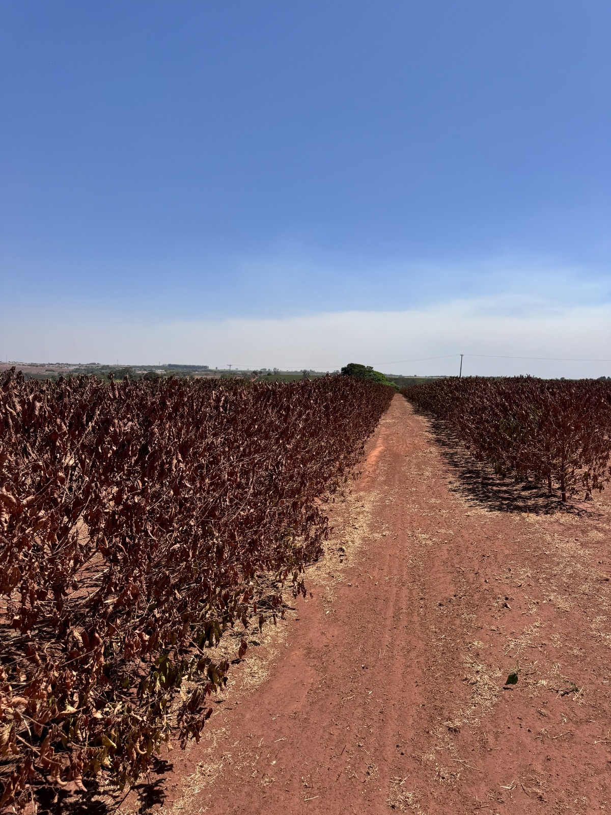 Falta de chuvas compromete produção de café na Alta Mogiana