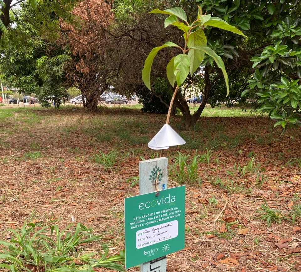 ArboreSer planta 50 mudas no bairro Alto da Boa Vista, em Ribeirão Preto