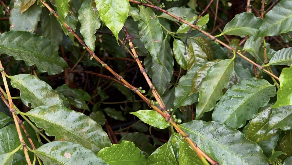 Seca impacta lavouras de café e preços disparam no mercado internacional