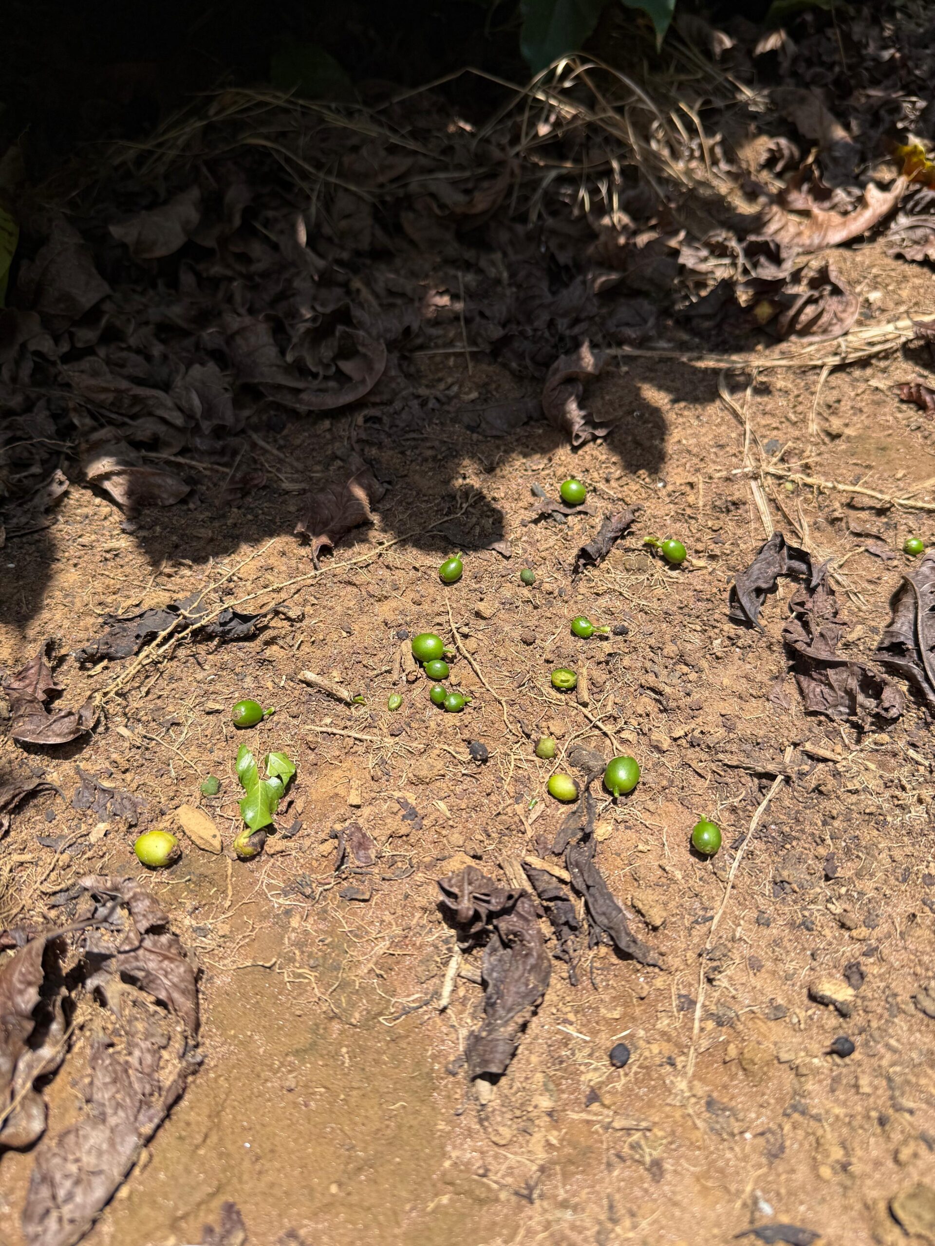Queda de chumbinhos no café reforça importância do manejo frente à seca de 2024