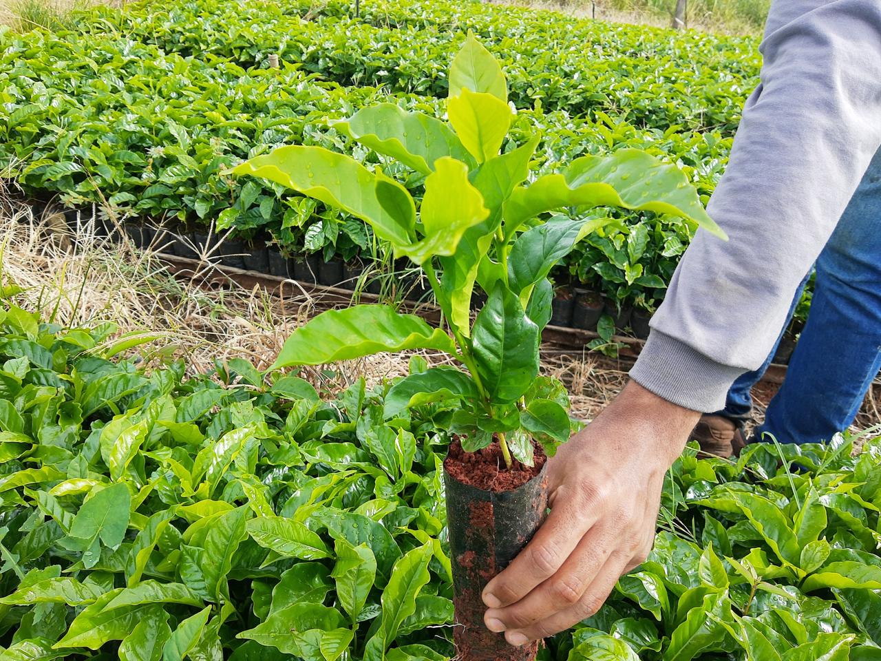 Fundação Procafé e C3 Consultoria e Pesquisa lançam núcleo de inteligência para impulsionar a cafeicultura brasileira