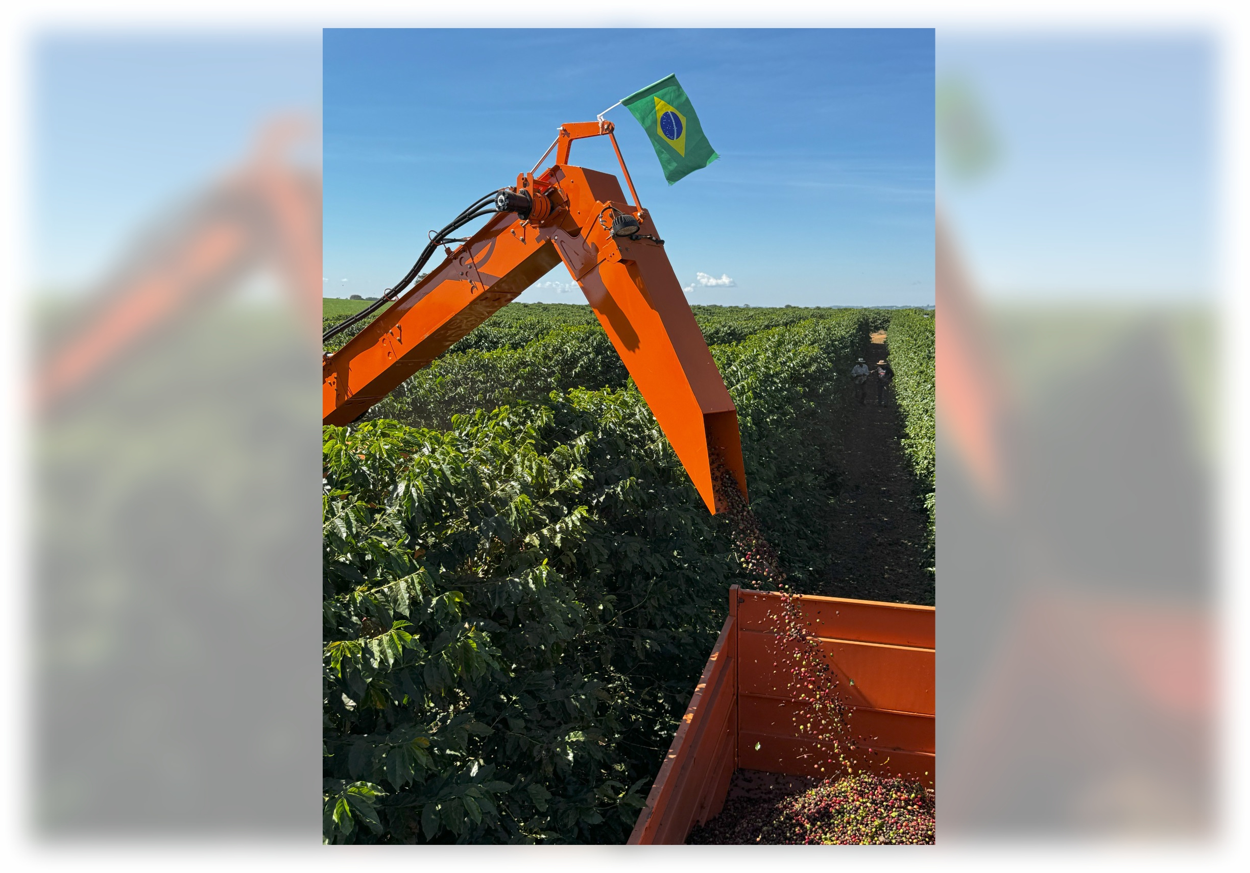 Alta Mogiana inicia colheita de café com preços firmes, mas produtividade meno
