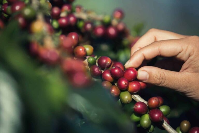 <p>Lançamento das Rotas do Café de São Paulo será realizado em Franca<br />
Foto: Divulgação</p>
