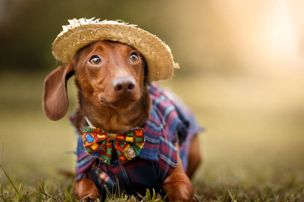 Franca Shopping promove programação especial com ações para pets e encontro de carros nesta semana