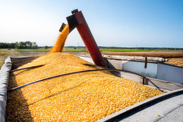 Golpistas usam empresas reais para enganar produtores rurais e desviar cargas de milho
