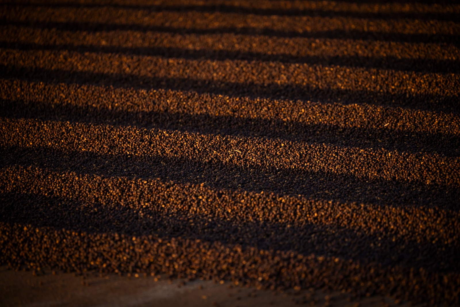 Café da Alta Mogiana: colheita de 2025 encerra com quebra de produtividade acima do esperado