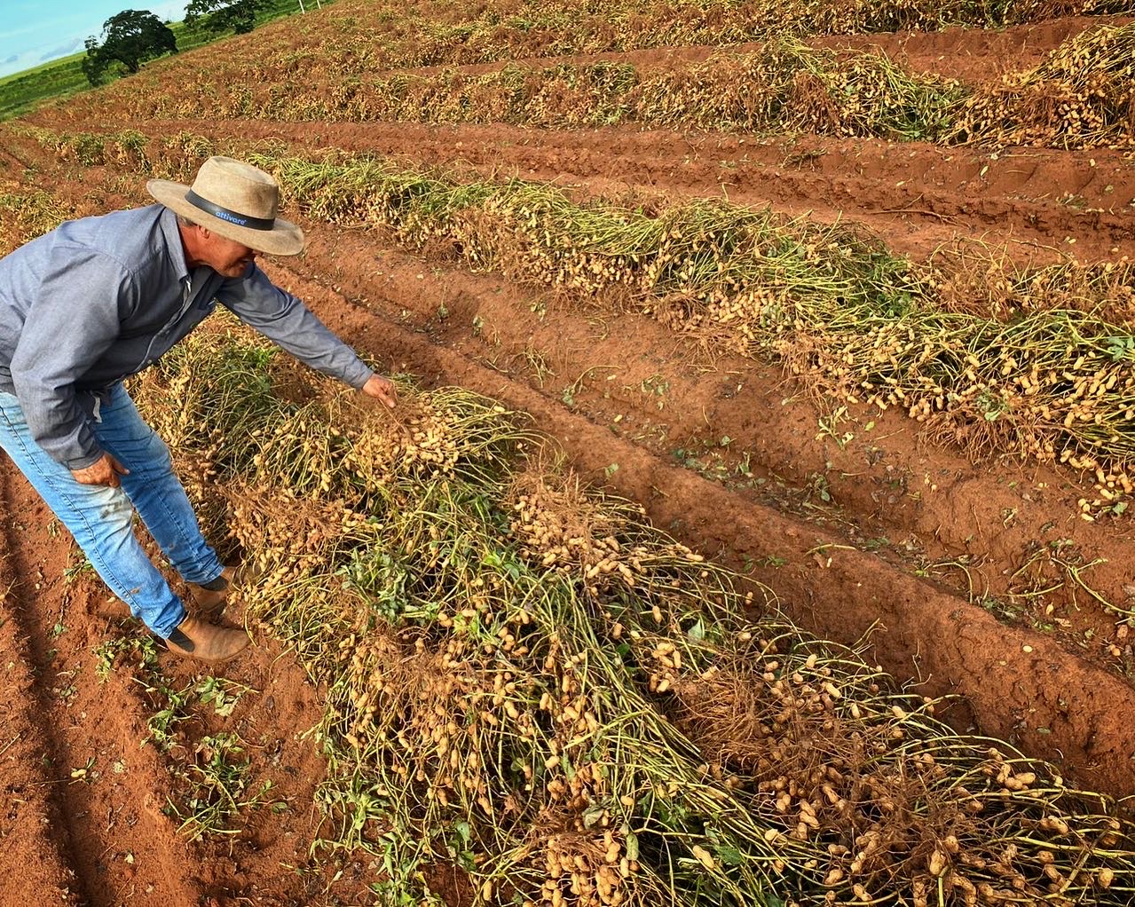 Mapeamento inédito revela poder do amendoim no Brasil