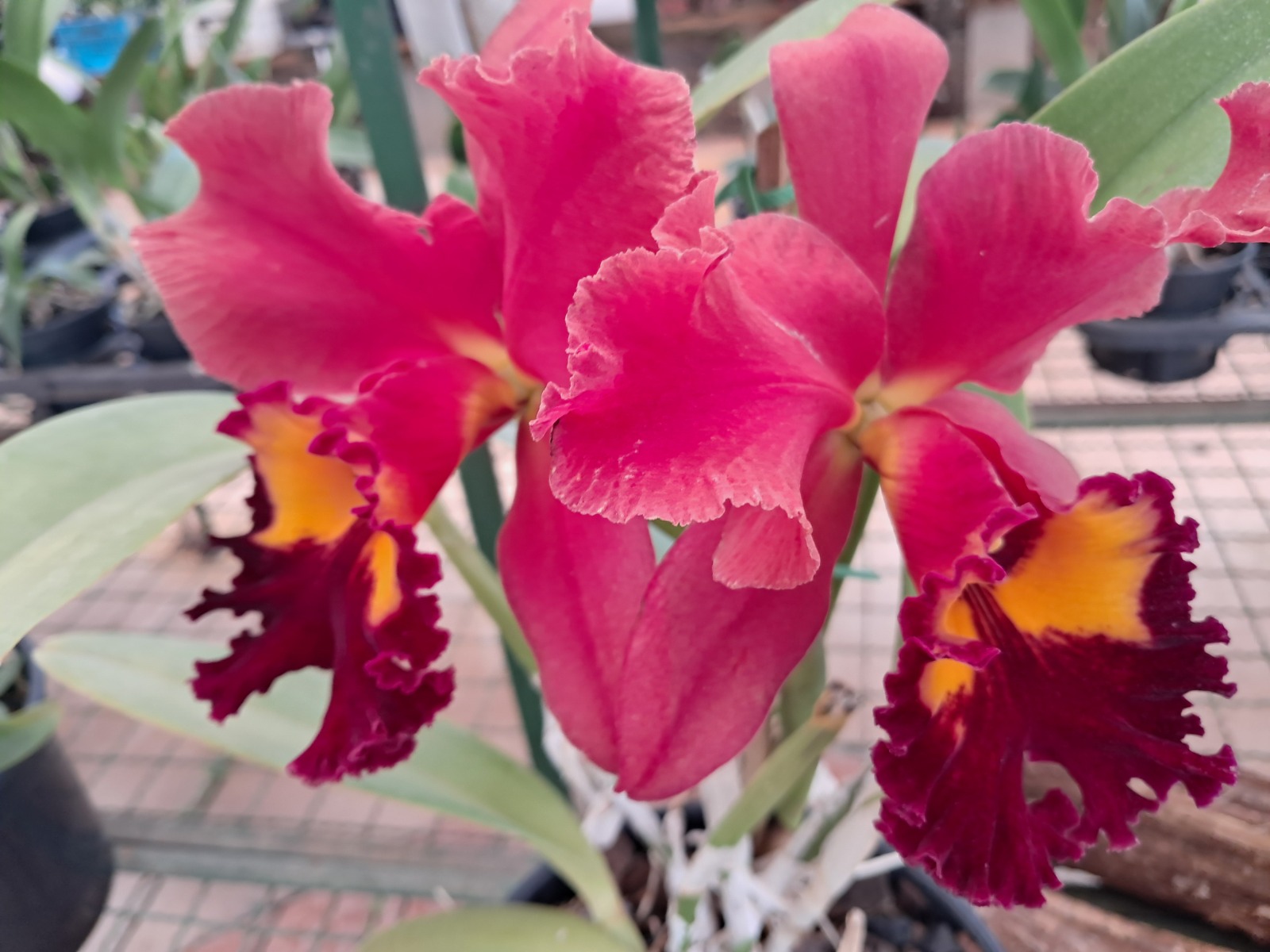 Festival de Orquídeas retorna a Ribeirão Preto e inaugura temporada de eventos florais na cidade